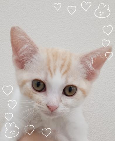 スコティッシュフォールド