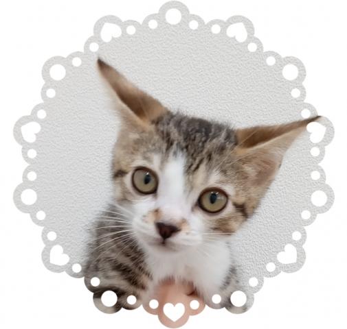 スコティッシュフォールド