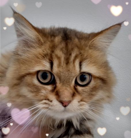 ペルシャ・ヒマラヤン