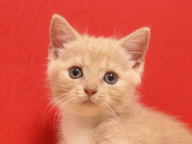 スコティッシュフォールド