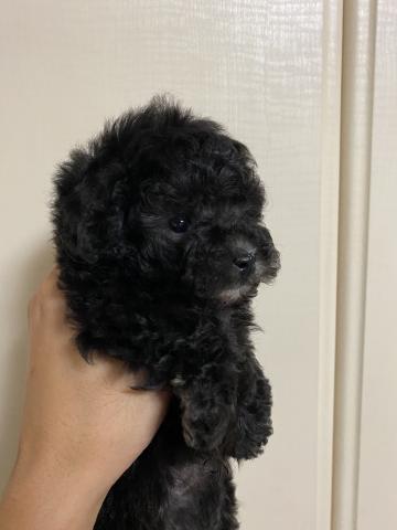 シルバーのタイニープードル君🐩