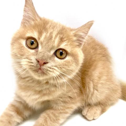 ブリティッシュショートヘア