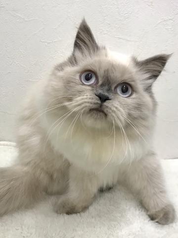 ペルシャ・ヒマラヤン