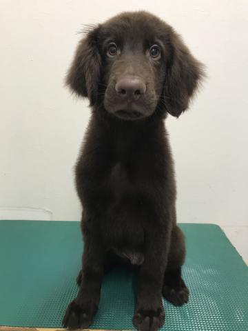 フラットコーテッドレトリーバー