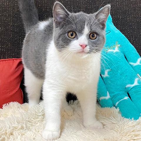 ブリティッシュショートヘア