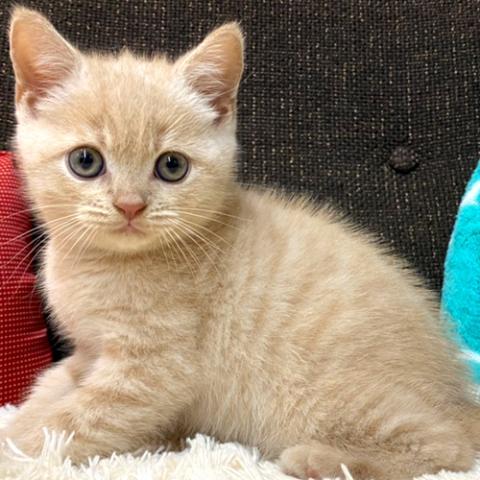 ブリティッシュショートヘア