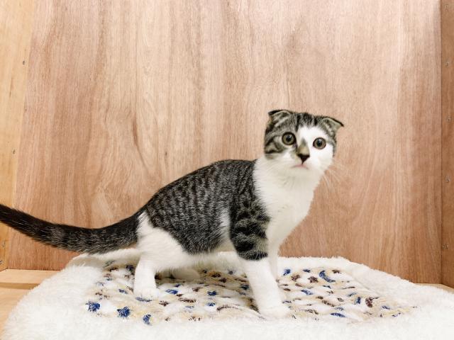 スコティッシュフォールド