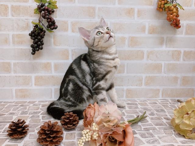 アメリカンショートヘアー