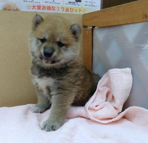 柴犬