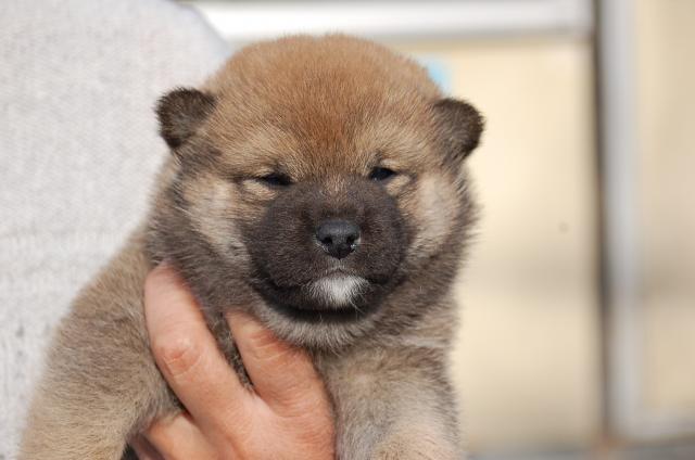 柴犬
