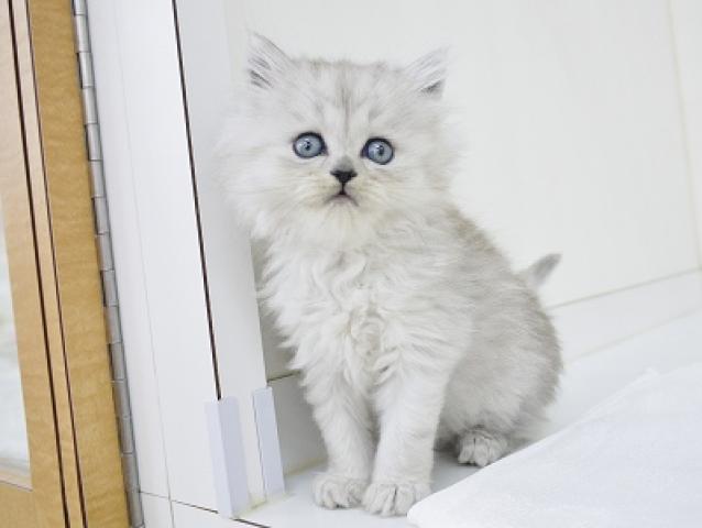 ペルシャ・ヒマラヤン