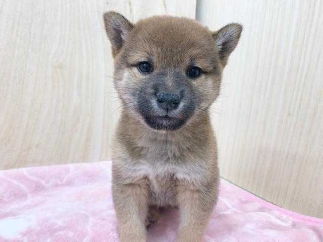 柴犬