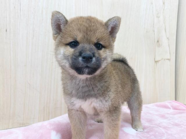 柴犬