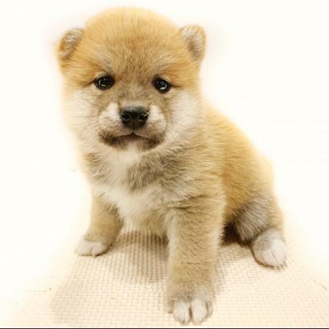 柴犬