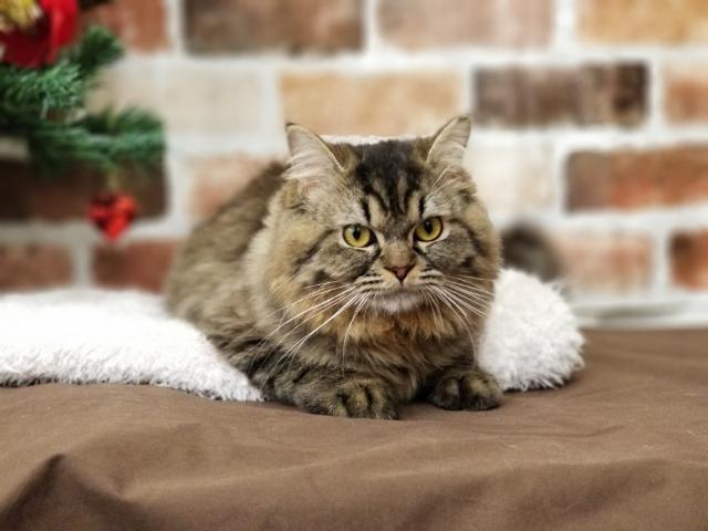 エキゾチックショートヘアー