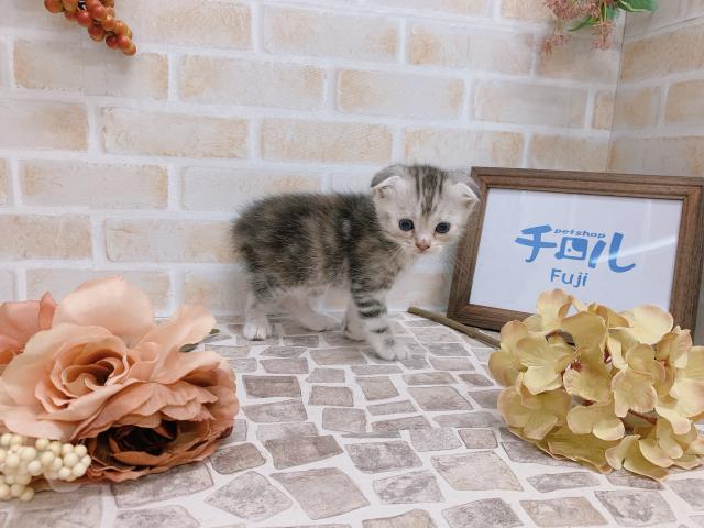 スコティッシュフォールド✩予約受付中
