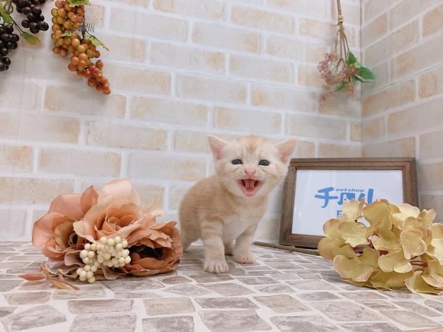 スコティッシュフォールド✩予約受付中