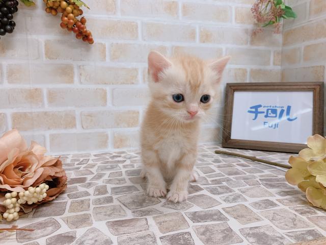 スコティッシュフォールド✩予約受付中