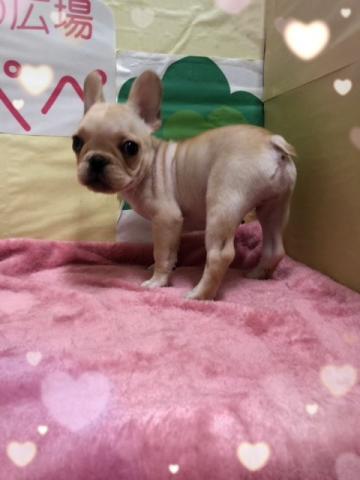フレンチブルドッグ