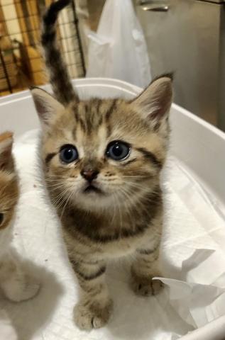 ミヌエット（旧ナポレオン）