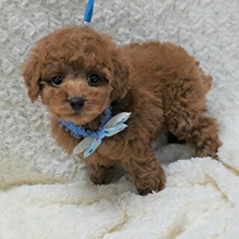 パピイ Dream Garden 熊本県 子犬や子猫たちのペット販売情報が満載 ペットステーション パピイ Dream Garden 熊本県 子犬や子猫たちのペット販売情報が満載 ペットステーション