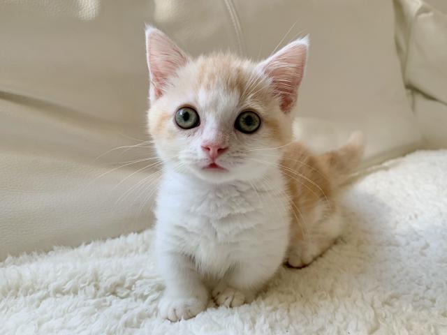 マンチカン♡短足ちゃん