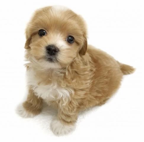 MIX　★人気のマルプーちゃん♪★