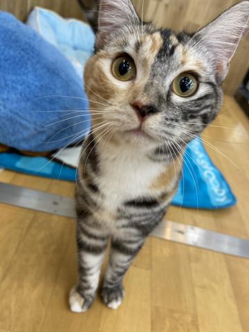 スコティッシュフォールド