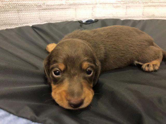 ミニチュアダックスフンド