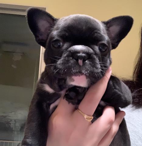 フレンチブルドッグ