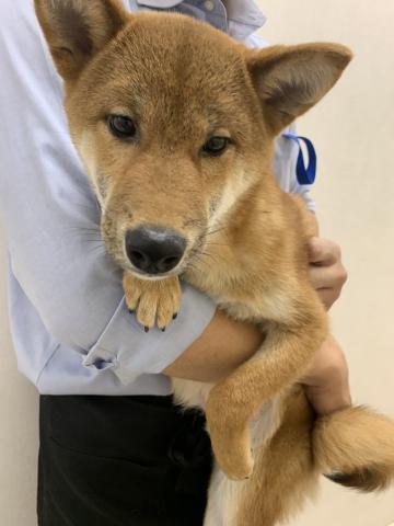 柴犬