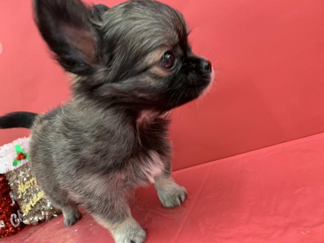 ビバペッツさいたま新都心店 埼玉県 子犬や子猫たちのペット販売情報が満載 ペットステーション