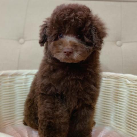 トイプードル💕綺麗なブラウンカラーの男の子