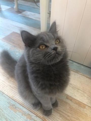 ブリティッシュロングヘアー