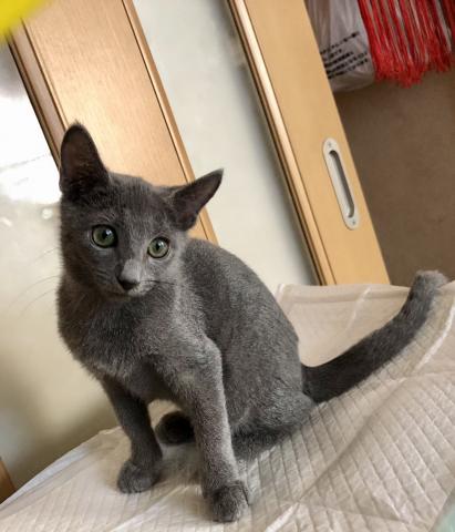 ロシアンブルー