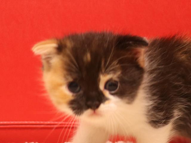 スコティッシュフォールド