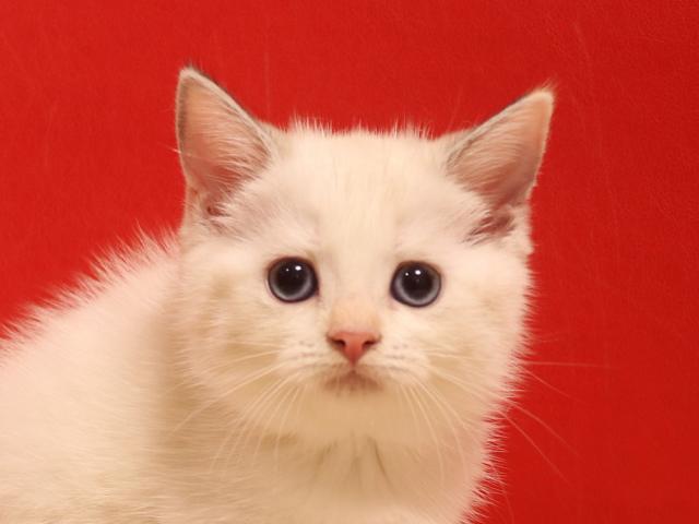 スコティッシュフォールド