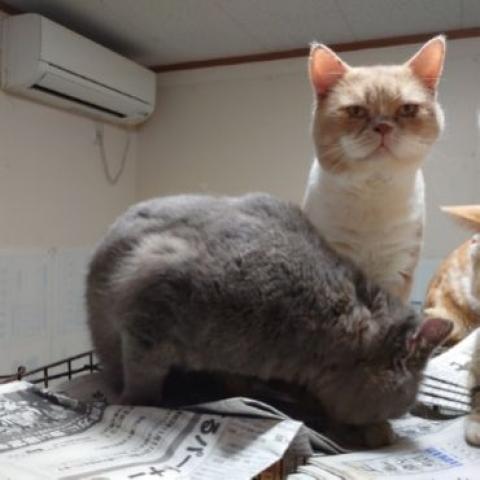 スコティッシュフォールド