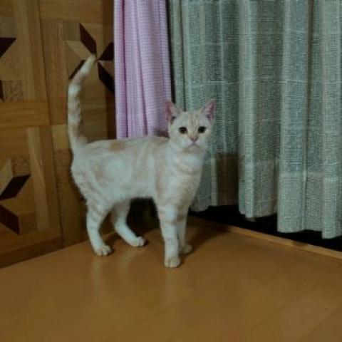 スコティッシュフォールド