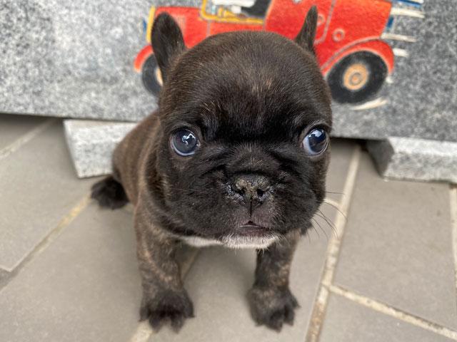 フレンチブルドッグ