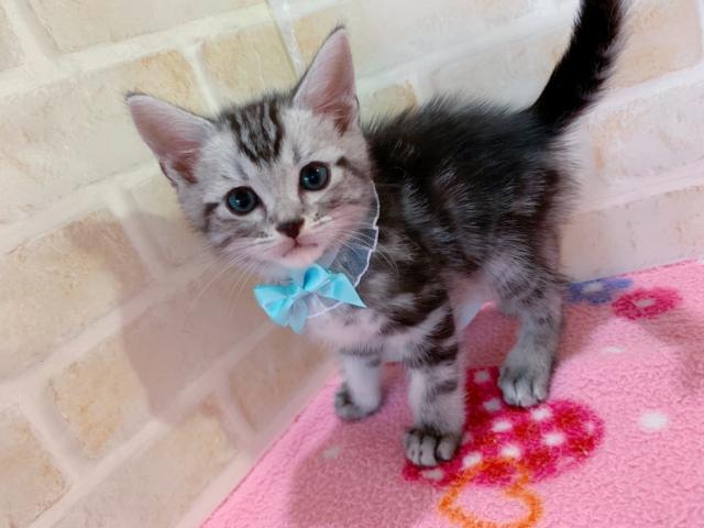 アメリカンショートヘアー