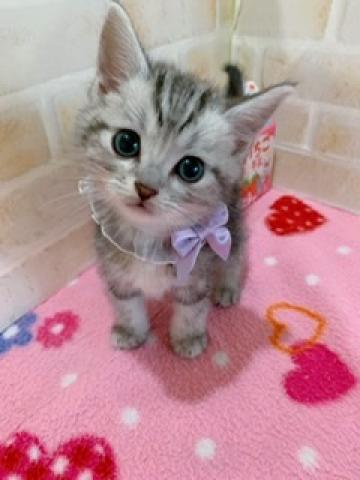 アメリカンショートヘアー