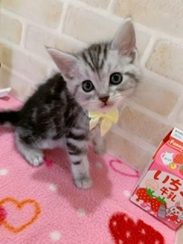 アメリカンショートヘアー