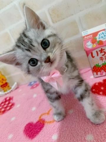 アメリカンショートヘアー