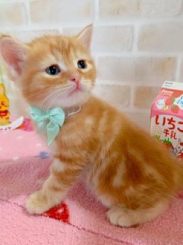 ミヌエット（旧ナポレオン）長足/短毛