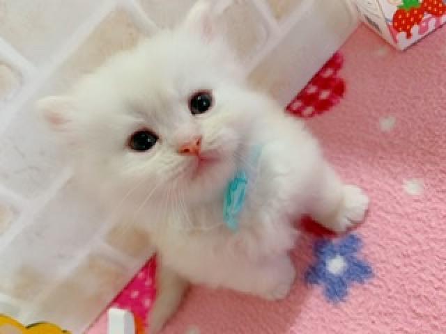 ミヌエット（旧ナポレオン）短足/長毛