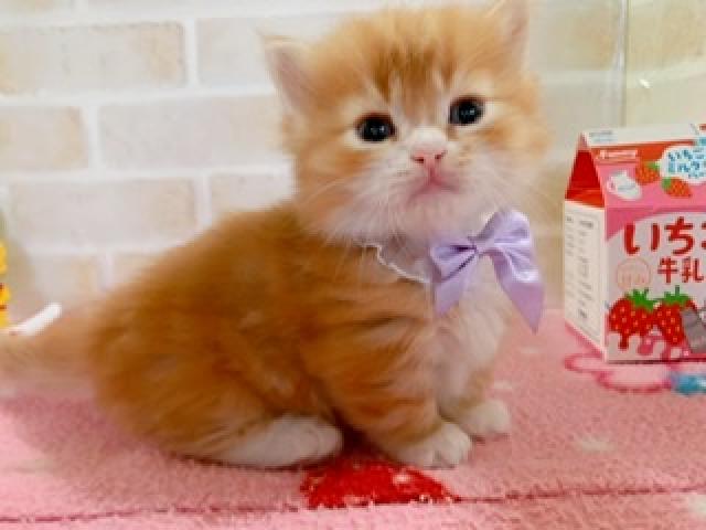 ミヌエット（旧ナポレオン）短足/長毛