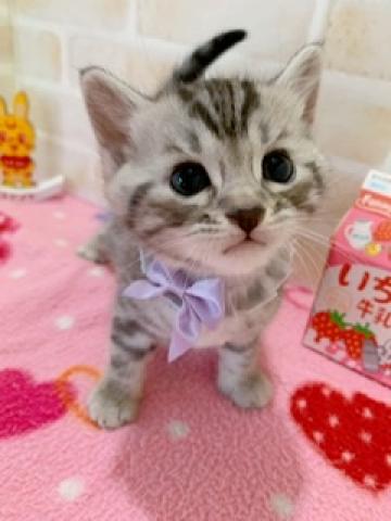 ジェネッタ長足