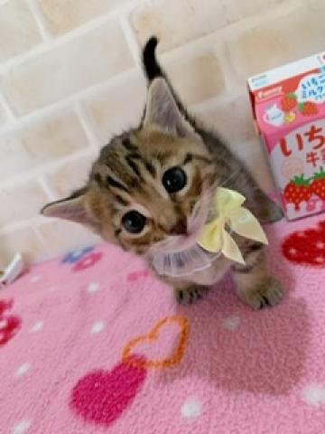 ジェネッタ短足