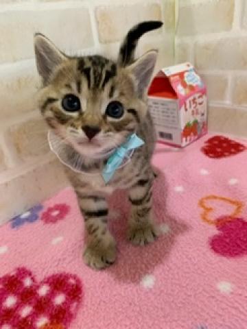 ジェネッタ長足